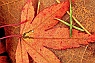 Red-edged Maple Leaf & Two Pine Needles